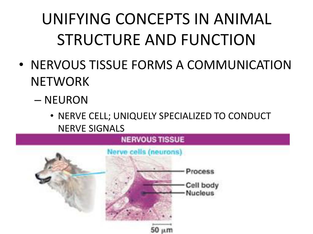 Ppt Chapter 20 Unifying Concepts Of Animal Structure And Function Powerpoint Presentation Id 2766589 Epithelial Tissue 204 Activity 20E.