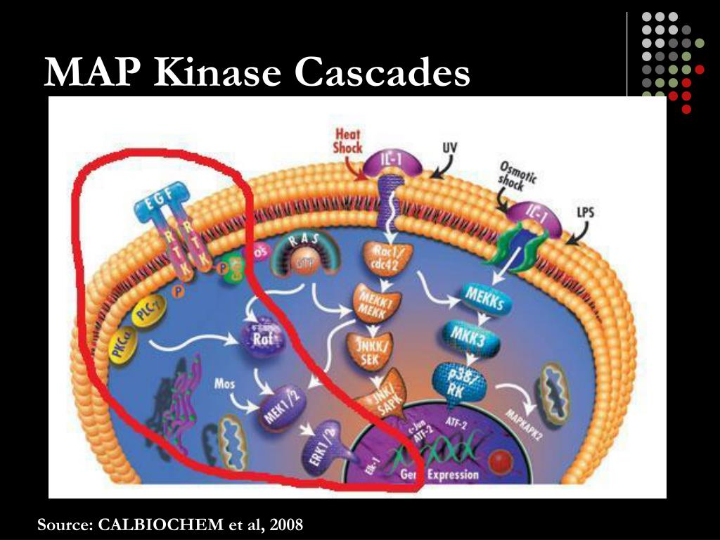 PPT Mitogen Activated Protein Kinase 1 PowerPoint Free Map Kinase Cascades L 