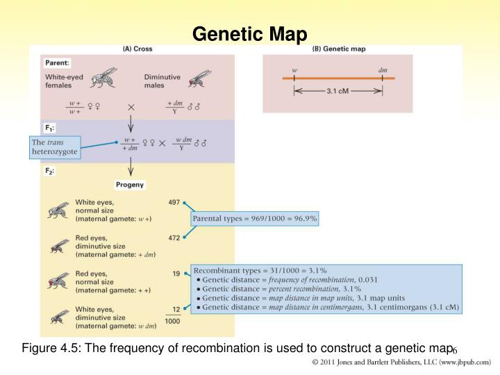 PPT Chapter 4 Gene Linkage And Genetic Mapping PowerPoint Genetic Map N 