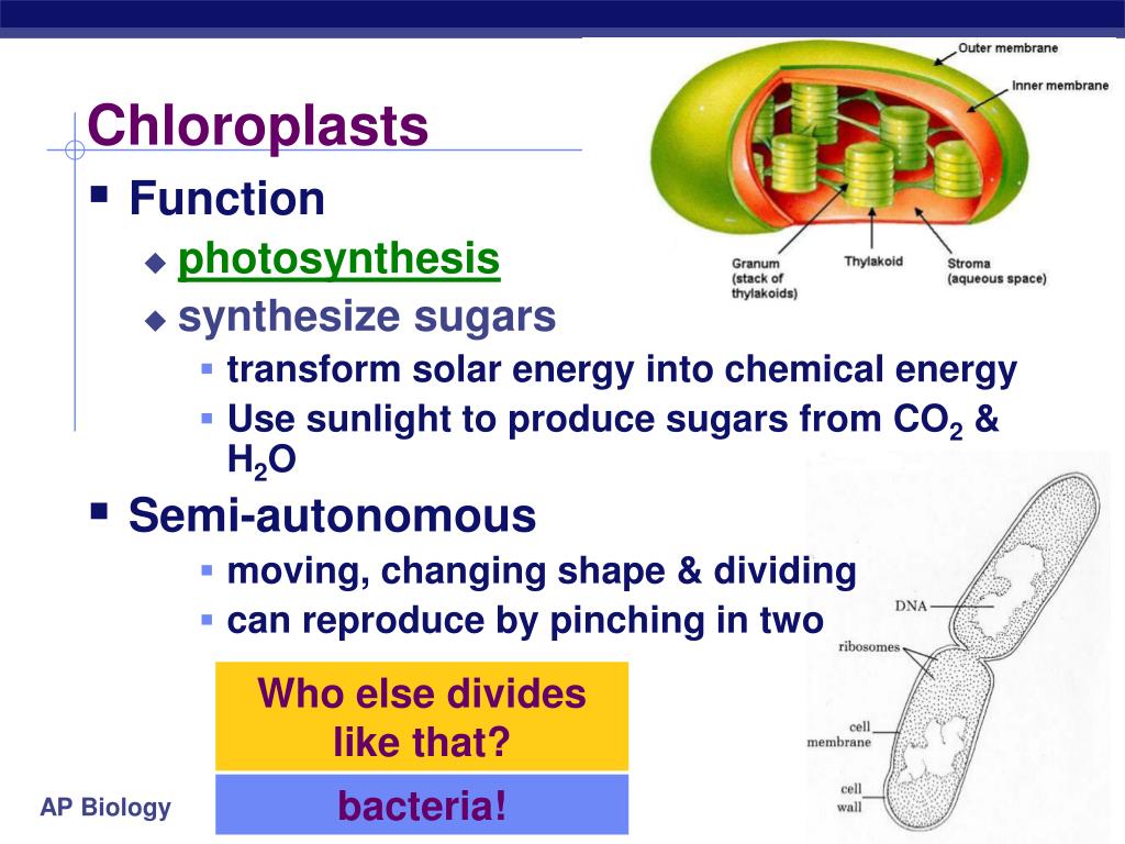 PPT - Tour of the Cell 2 PowerPoint Presentation, free ...