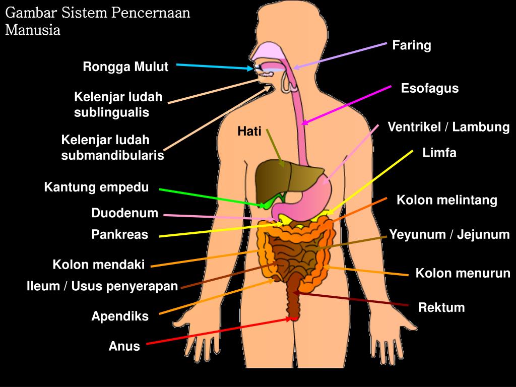 Dari usus agung makanan hendak dibuang keluar tubuh menempuh anus. PPT - Sistem Pencernaan Makanan & Gangguan Pada Sistem