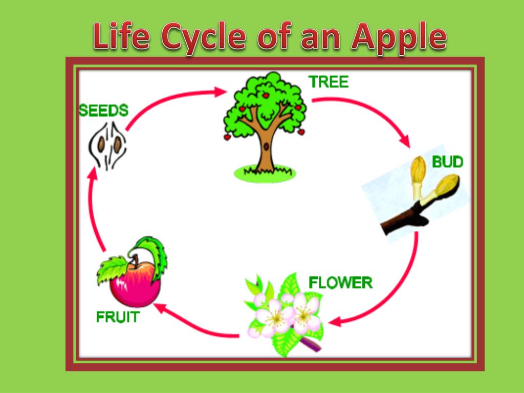 Here Is An Apple Life Cycle Anchor Chart You Can Use When Teaching Your Students The Apple Life Cycle Curricul Apple Life Cycle Life Cycles Homeschool Programs