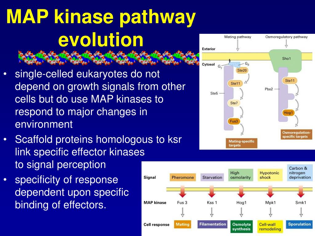 PPT Signal PowerPoint Free Download ID Map Kinase Pathway Evolution L 