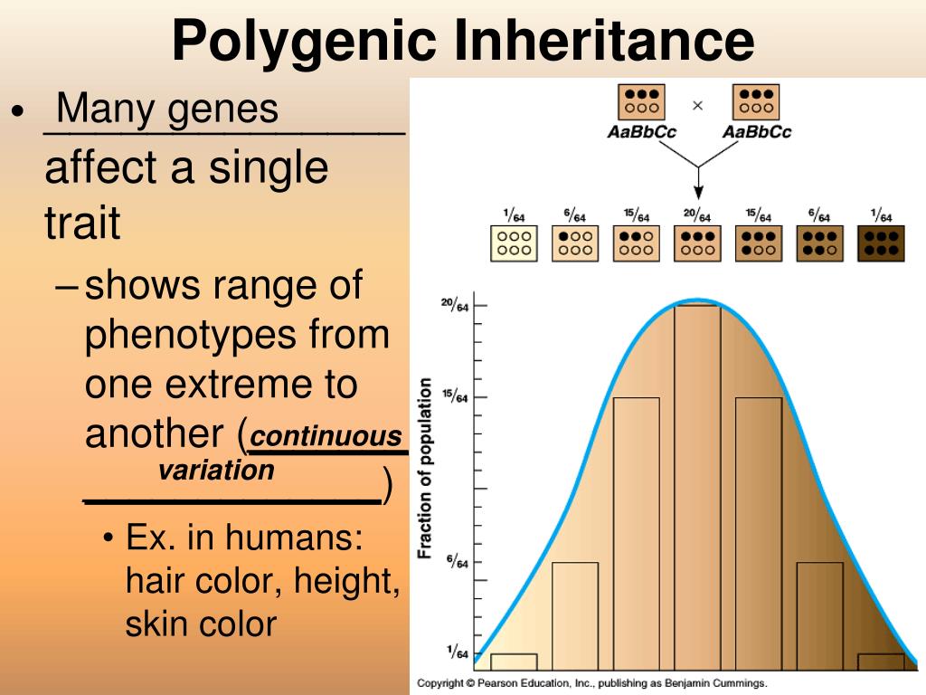 And on top of that even on the same chromosome several different genetic code pieces are participating. PPT - Unit 6: Genetics & Heredity Ch 8: Heredity & Ch 11