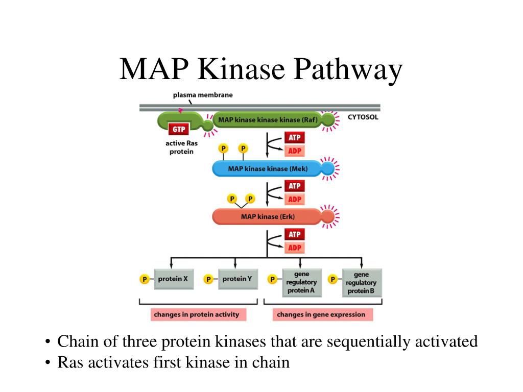 PPT Generalized Signaling Pathway PowerPoint Free Map Kinase Pathway L 