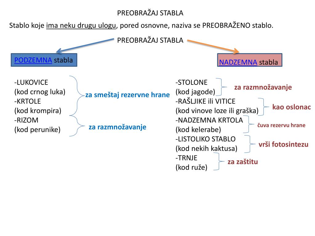 Ppt Stablo Powerpoint Presentation Free Download Id 4440496