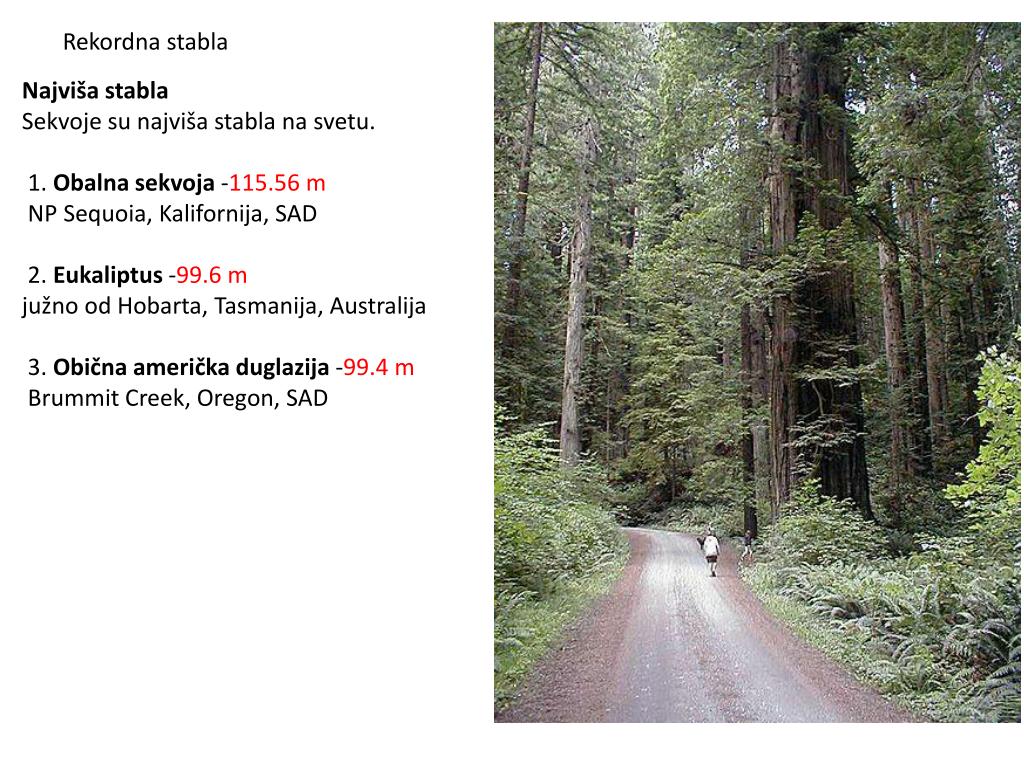 Ppt Stablo Powerpoint Presentation Free Download Id 4440496