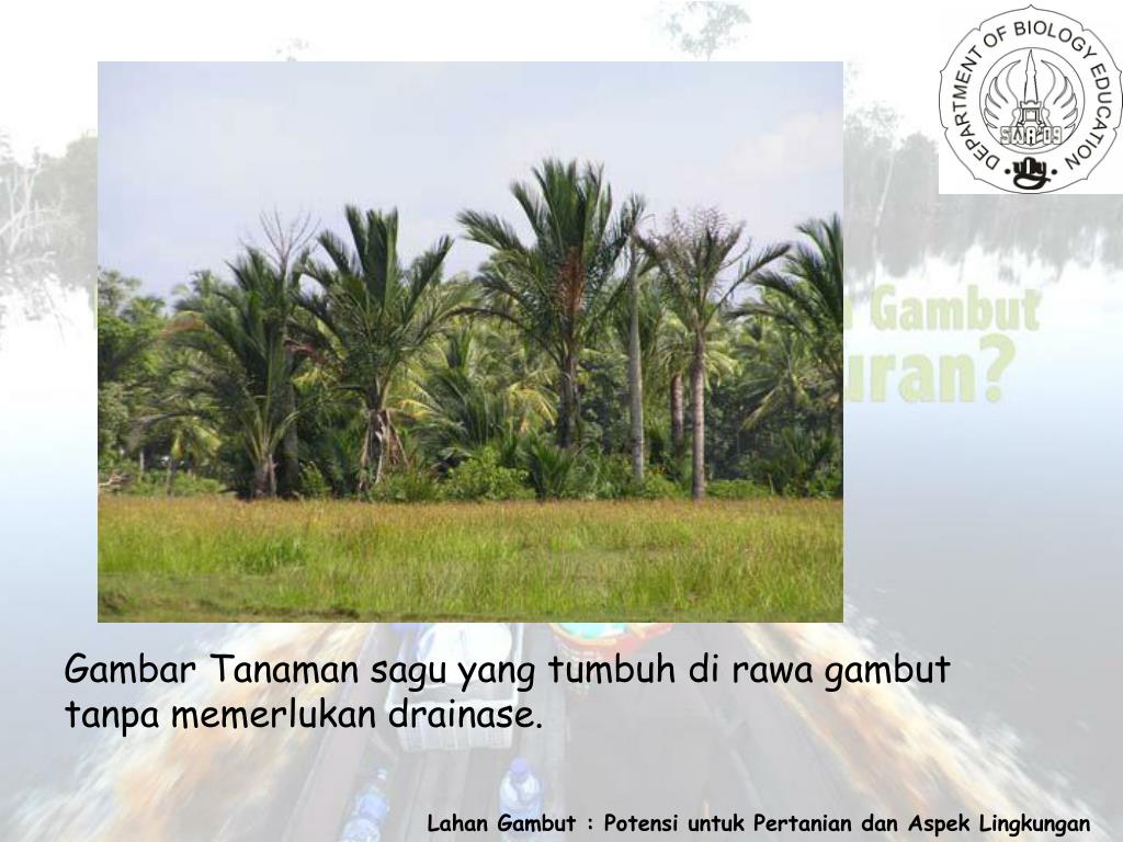 Lahan gambut potensi pertanian dan aspek lingkungan. Ppt Lahan Gambut Potensi Untuk Pertanian Dan Aspek Lingkungan Disusun Oleh Powerpoint Presentation Id 4641380