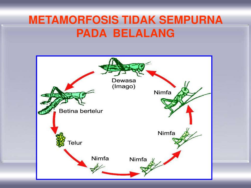 Gratis Download Gambar Majalahinfovet Gambar Gratis Kenali Dan Hindari Cacing Lambung Haemonchus Terbaru oleh Lampung Hits