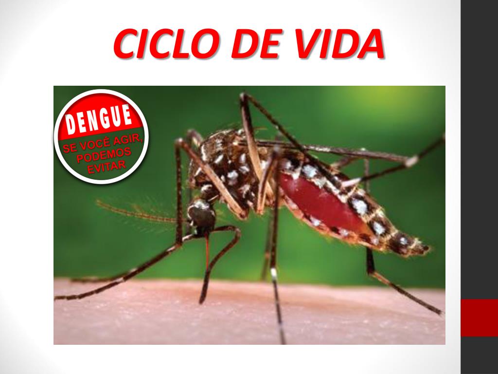 Elena victoria de erice zúñiga estudió la carrera de bi. Ppt Equipes De Biologia E Ciencias Powerpoint Presentation Free Download Id 5439857