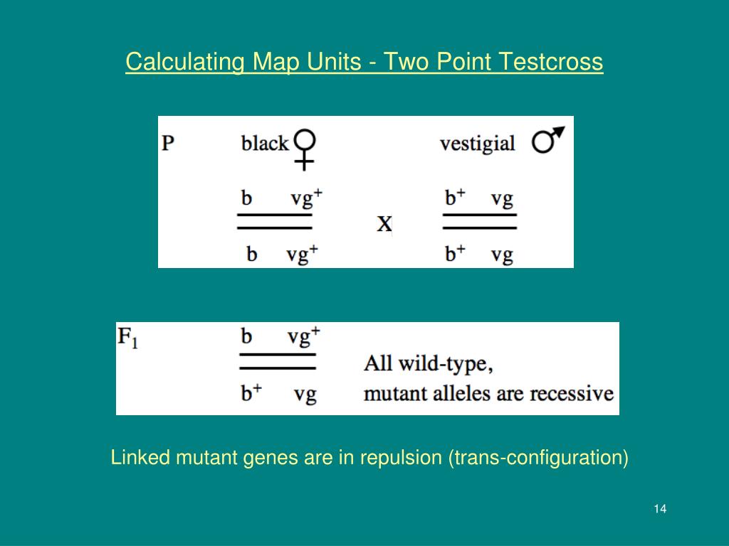 PPT Genetic Mapping PowerPoint Free Download ID 5500586 Calculating Map Units Two Point Testcross2 L 