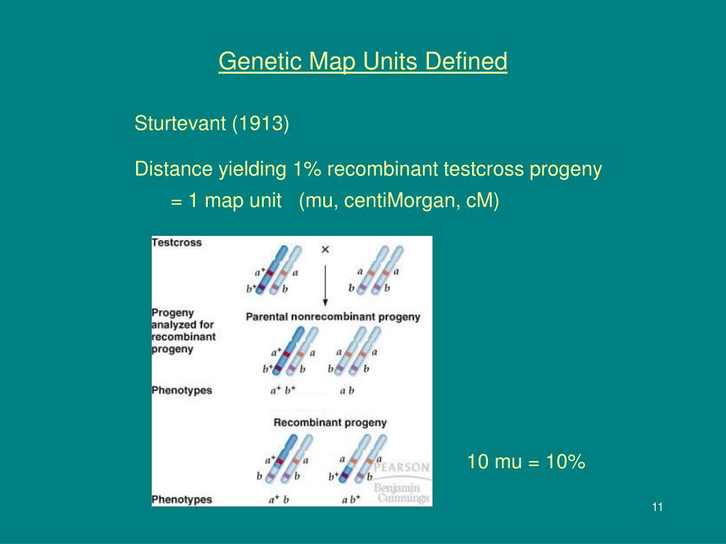 PPT Genetic Mapping PowerPoint Free Download ID 5500586 Genetic Map Units Defined1 L 