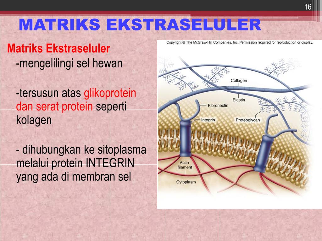 When would you need to do this, you ask? Ppt Organel Sel Powerpoint Presentation Free Download Id 5540735