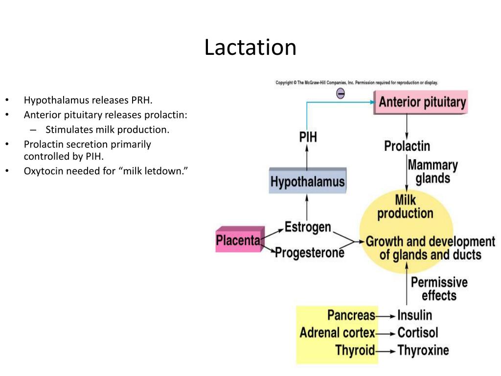 PPT - Physiology of Normal Labour and Childbirth PowerPoint