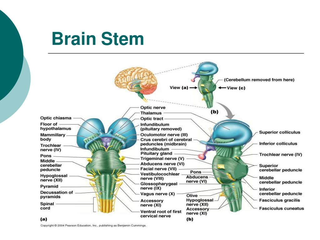 Brainstem function