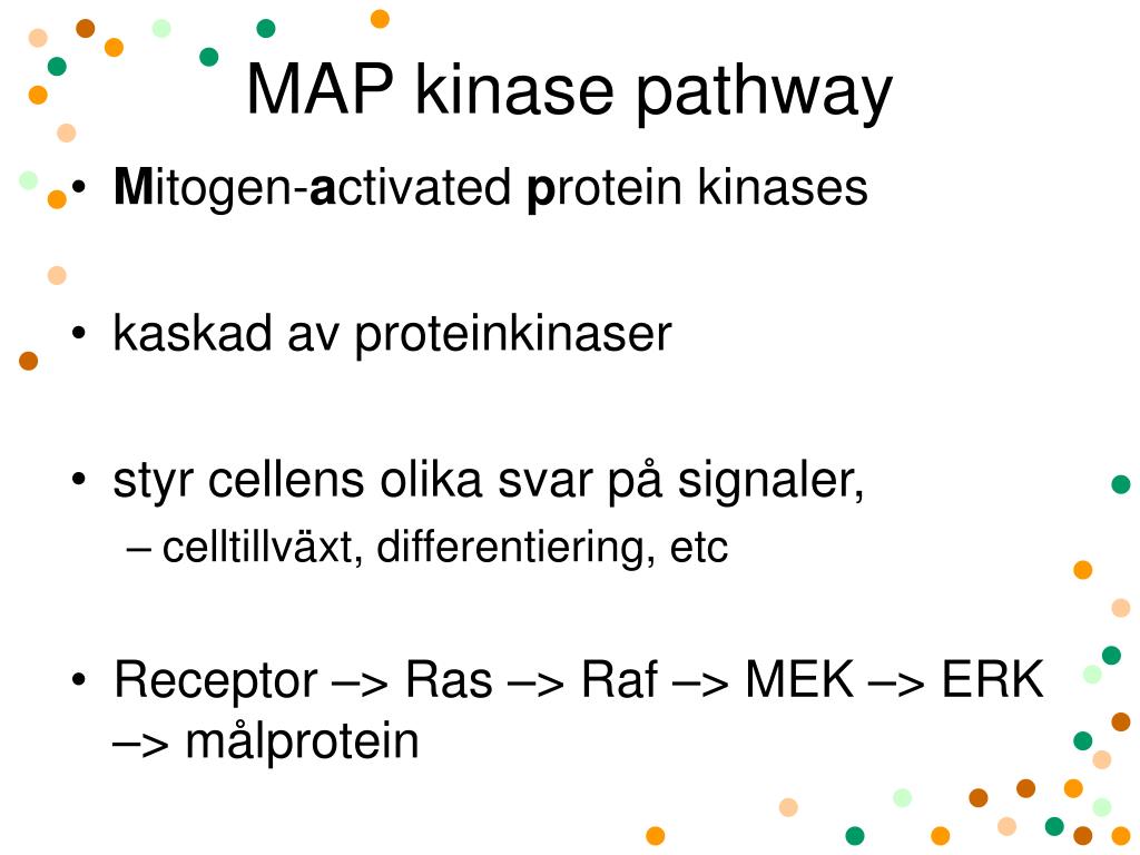 PPT Hemuppgift 2 PowerPoint Free Map Kinase Pathway L 