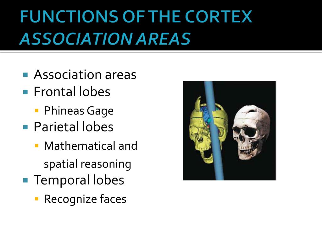 PPT - BIOLOGICAL BASES OF BEHAVIOR: THE BRAIN PowerPoint ...