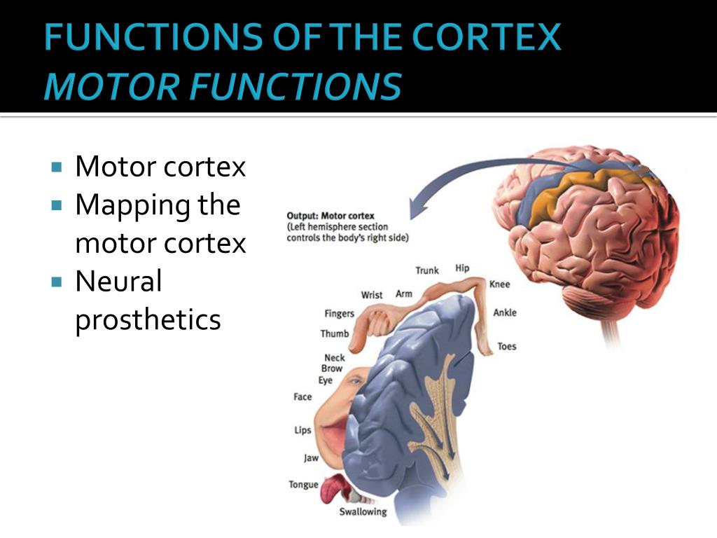 All the senses except smell go through which brain structure first...