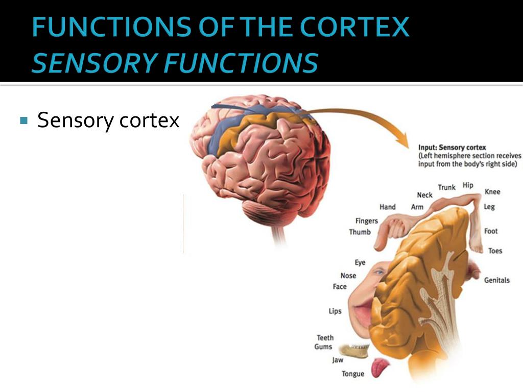 PPT - BIOLOGICAL BASES OF BEHAVIOR: THE BRAIN PowerPoint ...