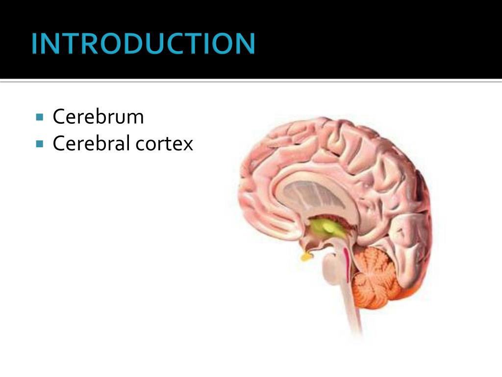 PPT - BIOLOGICAL BASES OF BEHAVIOR: THE BRAIN PowerPoint ...