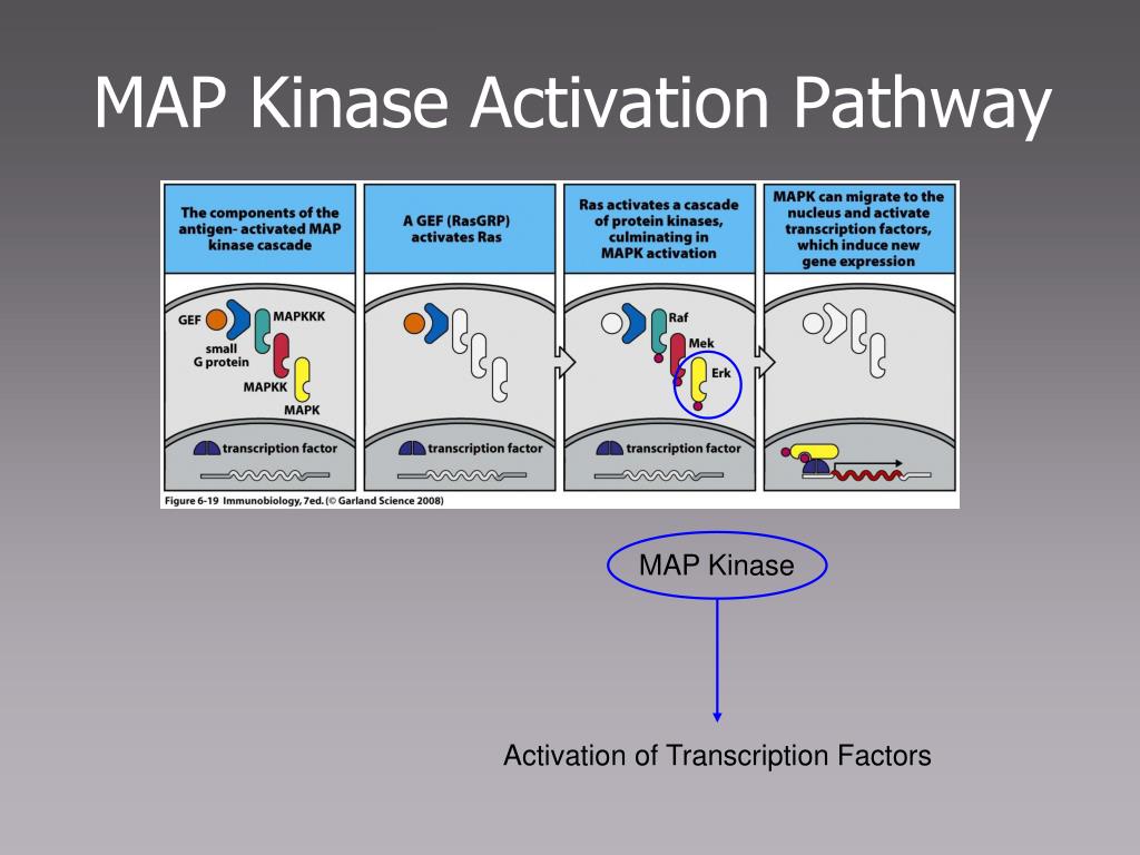 PPT MICR 304 Immunology Serology PowerPoint Free Map Kinase Activation Pathway L 
