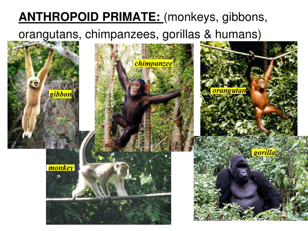 Ppt