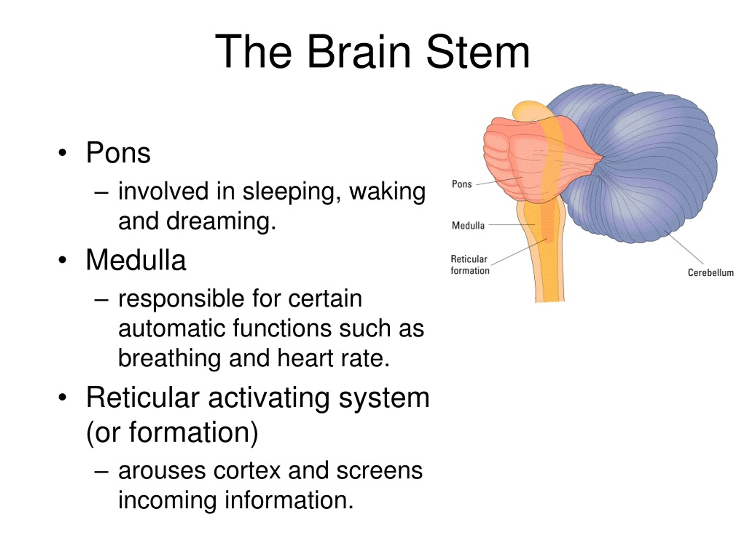 Brainstem function