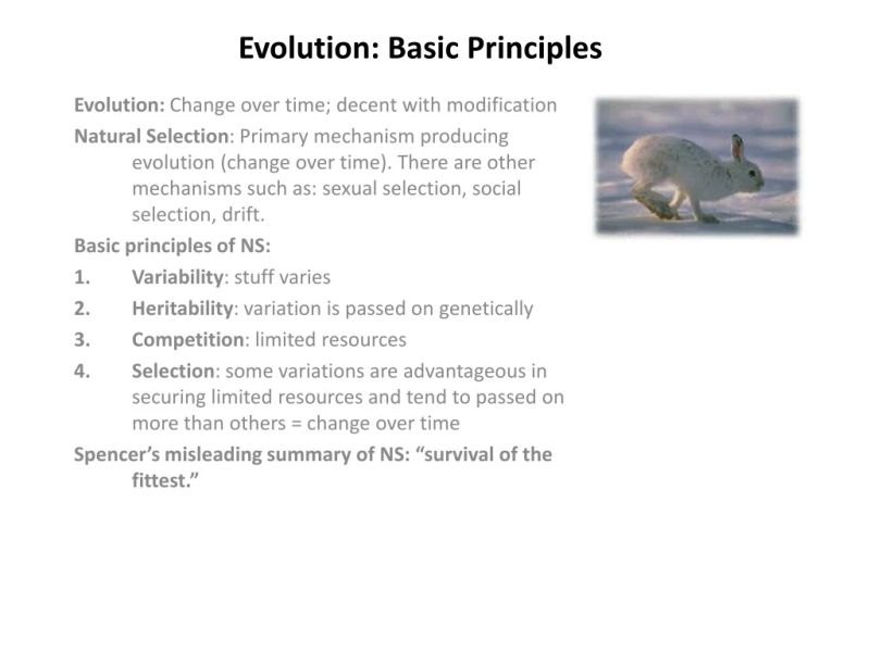 Ppt Evolution Basic Principles Dokumen Tips - Vintage Background Collection - Mobile Quality