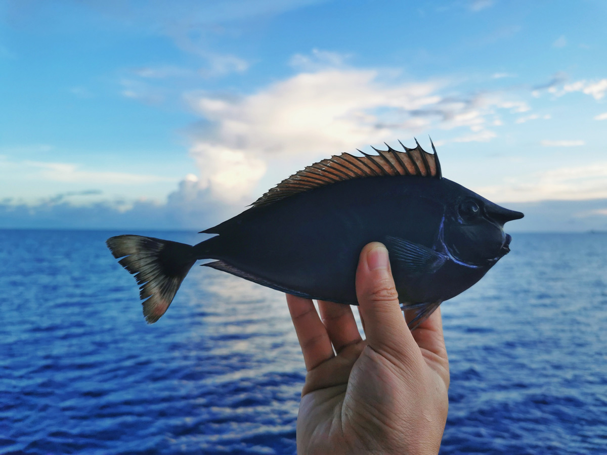 Meng holds a short-nosed unicornfish, 2020. Courtesy of Meng Xiangyu