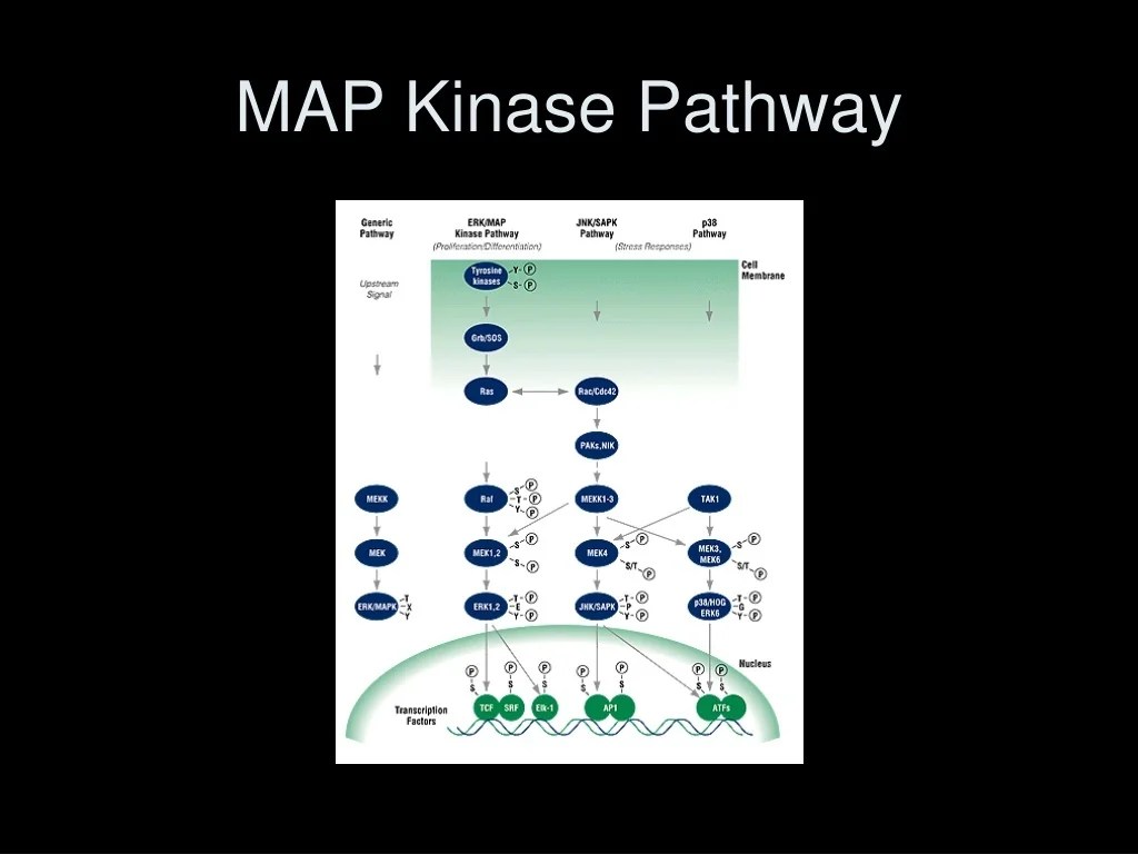 PPT Cytokine Subversion And By Bacillus Anthracis Map Kinase Pathway L 