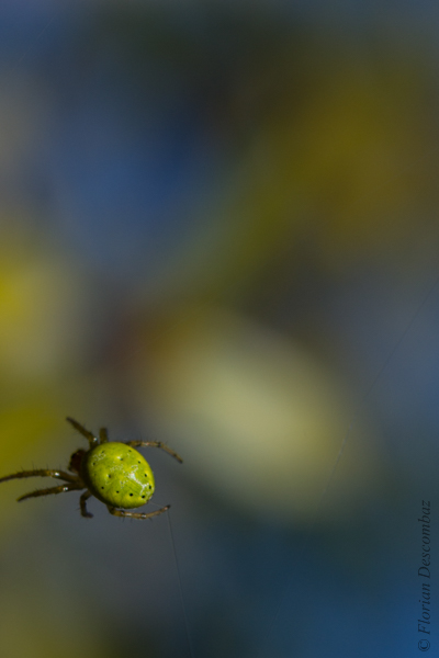 color-spider