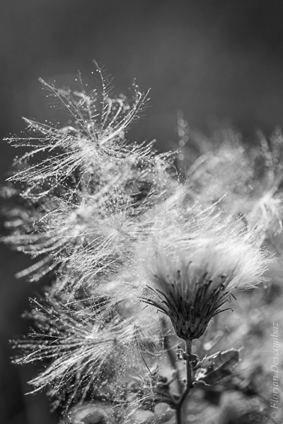 dandelion