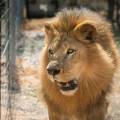 Los expertos no comprenden por qué se presentó el ataque, ya que no es común que los leones ataquen a los seres humanos en las áreas aledañas a la ciudad de Maun, en Botsuana.
