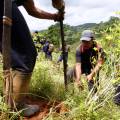 Una de las apuestas de Colombia en la lucha contra las drogas ha sido la erradicación de cultivos.
