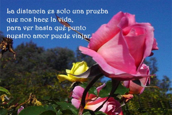 Imagenes De Jardines Imagenes De Flores Con Frases Para Un
