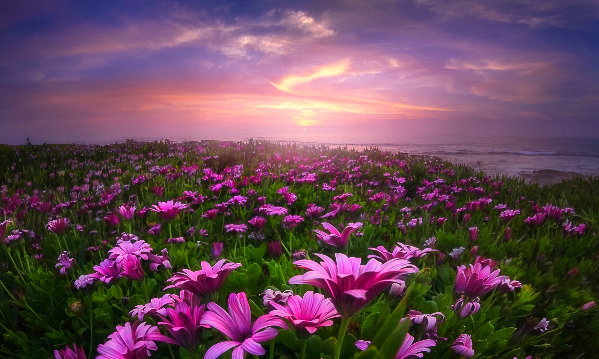 field of daisies hd wallpaper background image on field of daisies wallpapers