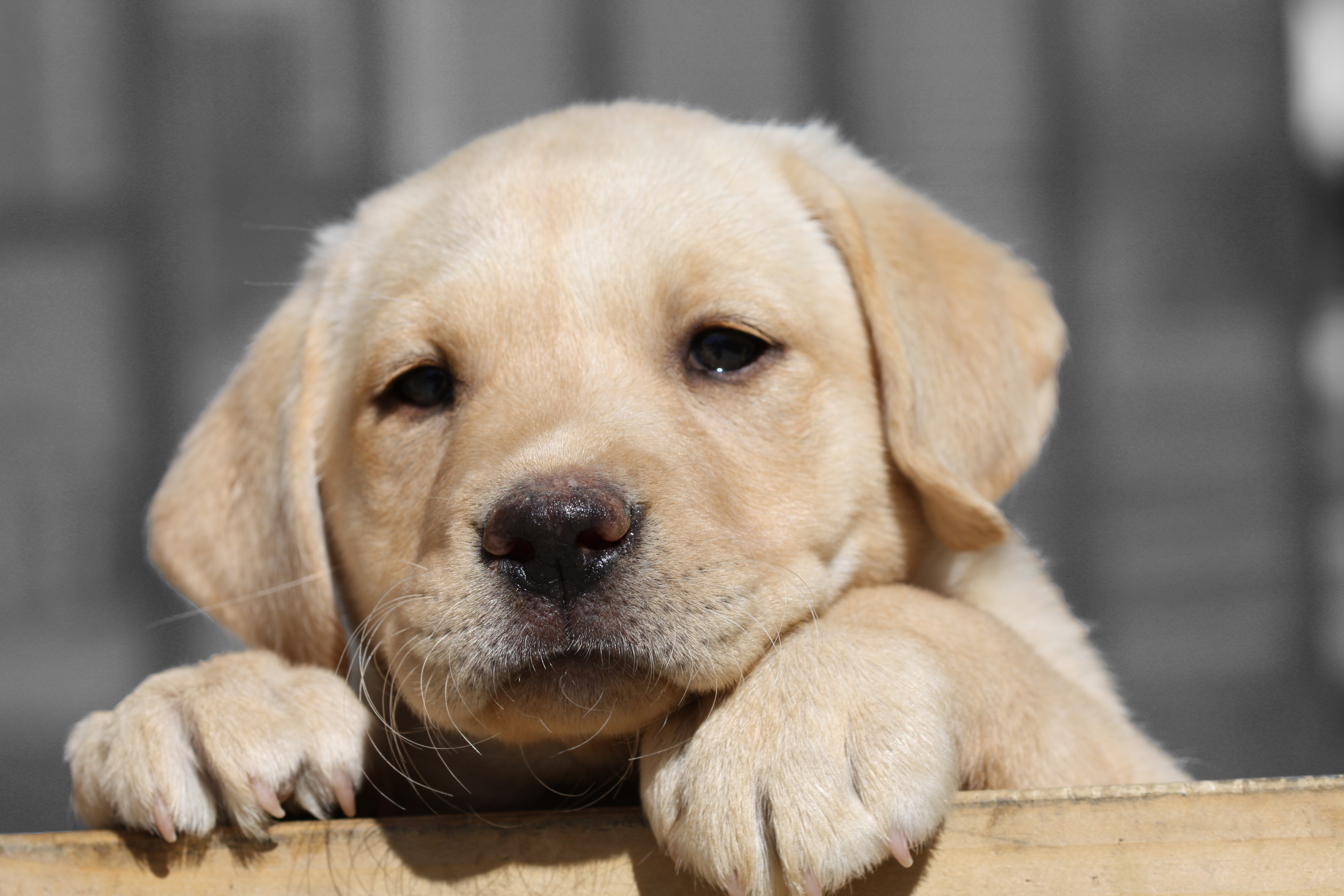 Gratis Scarica immagini Labrador Retriever Puppy 4k Ultra Hd Wallpaper Sfondo aggiornato saluti