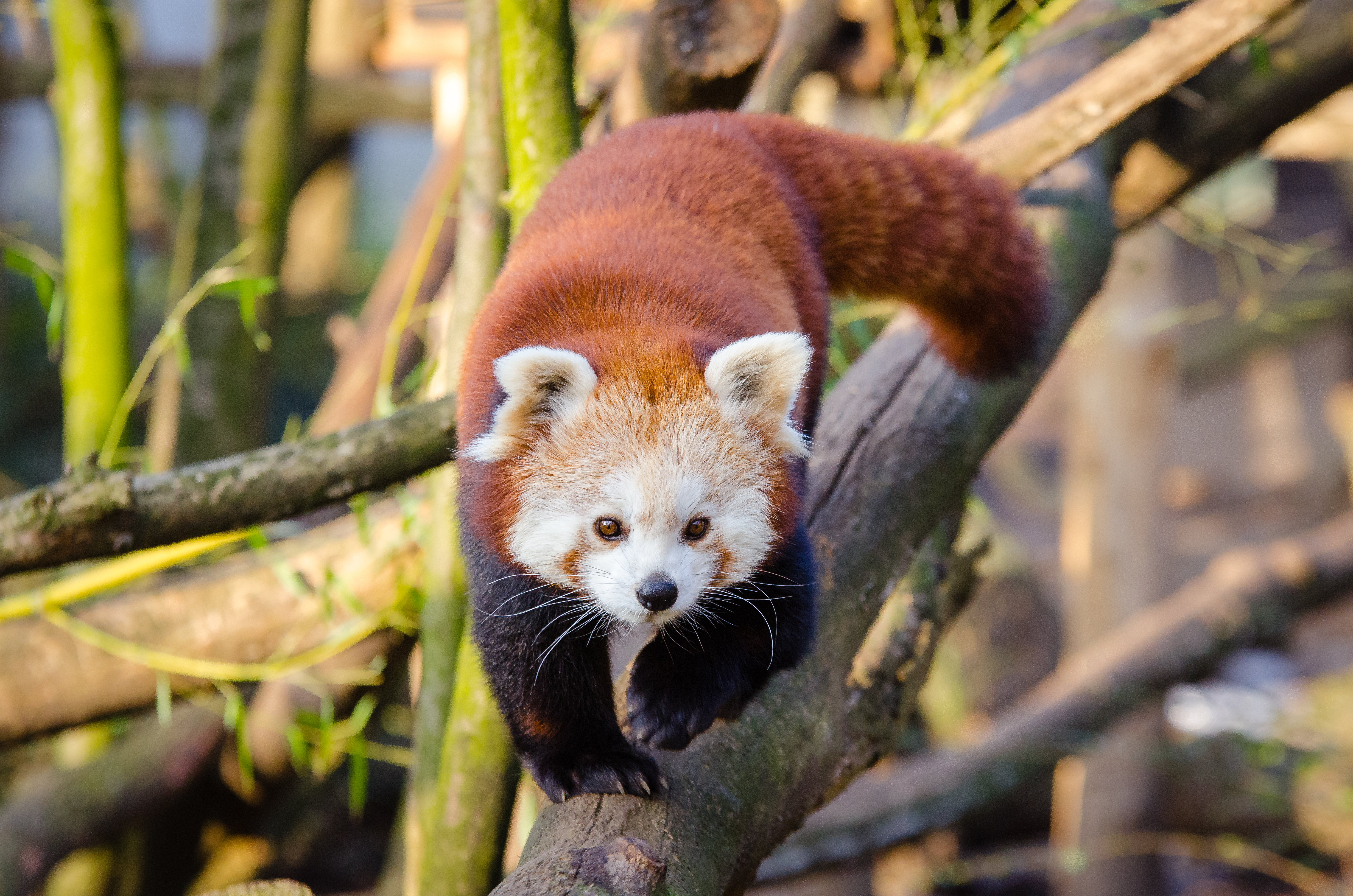 Scarica Gratis immagini Panda Rosso 4k Ultra Hd Wallpaper Sfondo 4928x3264 Id 803367 il piu cool da parte di