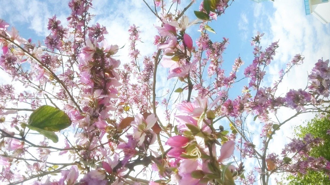 Pixie Exclusive Content On Boosty - Best Vintage Wallpapers in 8K