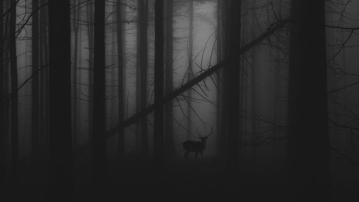 morgazm