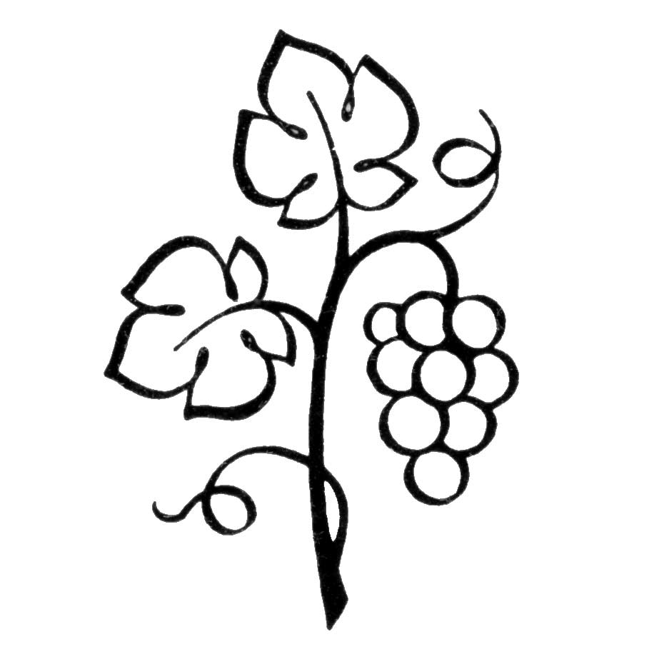 Grape vine clip art free