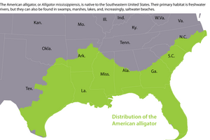 Alligators In Florida Map 1068014 4 0824 Gators Large 