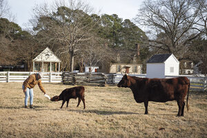 Preserving History: Colonial Williamsburg’s Rare Breeds Program Saves Endangered Livestock