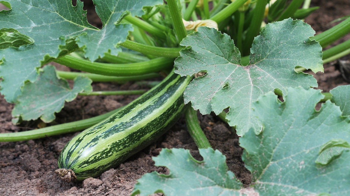 29/04/2021 · winter squash companion plants 1. Zucchini Companion Plant Guide 11 Plants To Grow With Zucchini 2022 Masterclass