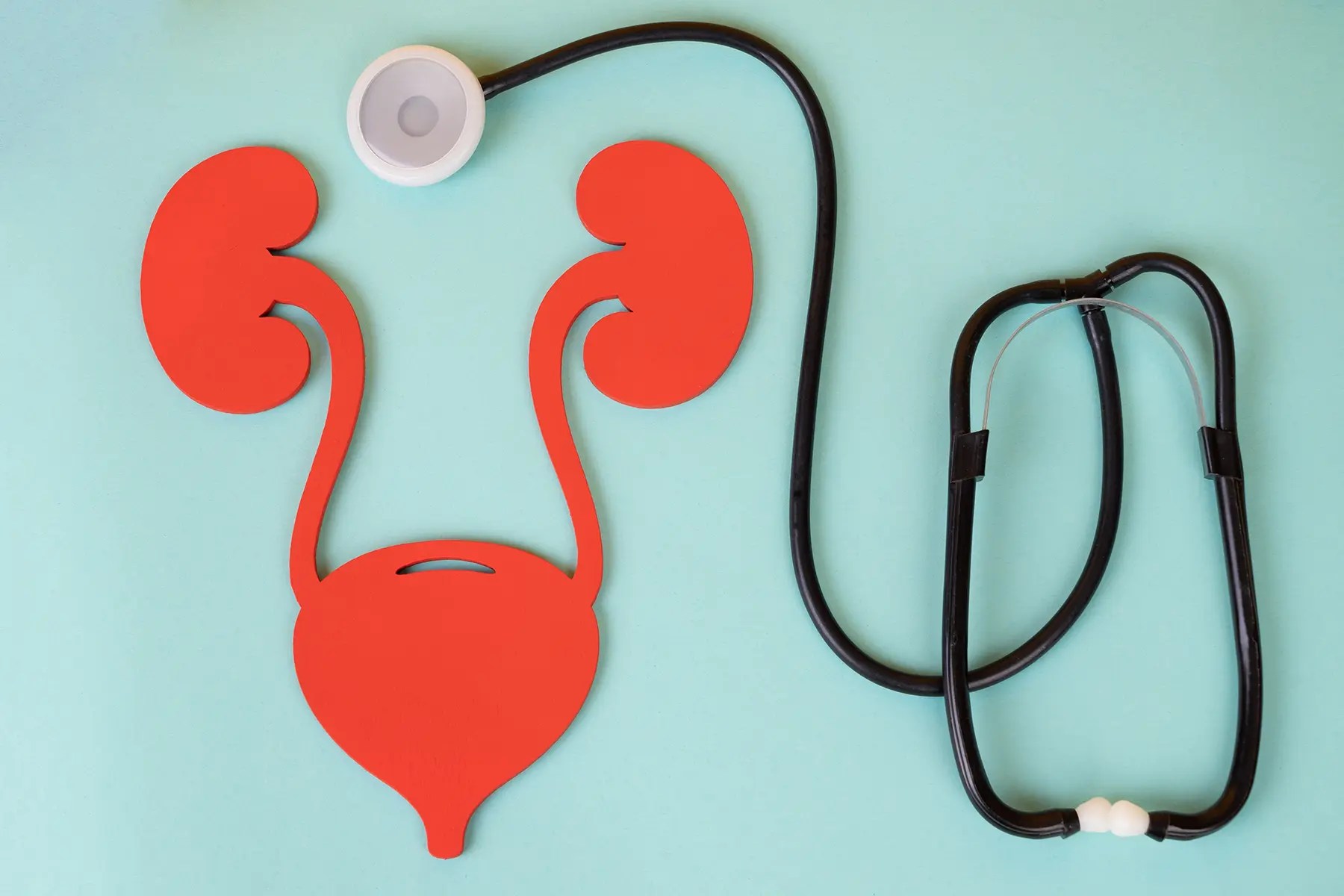 Understanding the female reproductive organs: a comprehensive guide