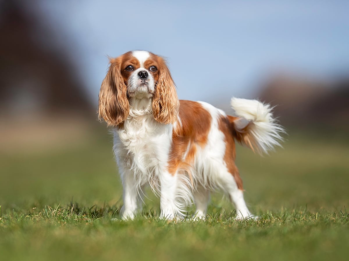 Cavalier King Charles Spaniel Health Issues: Essential Care Tips
