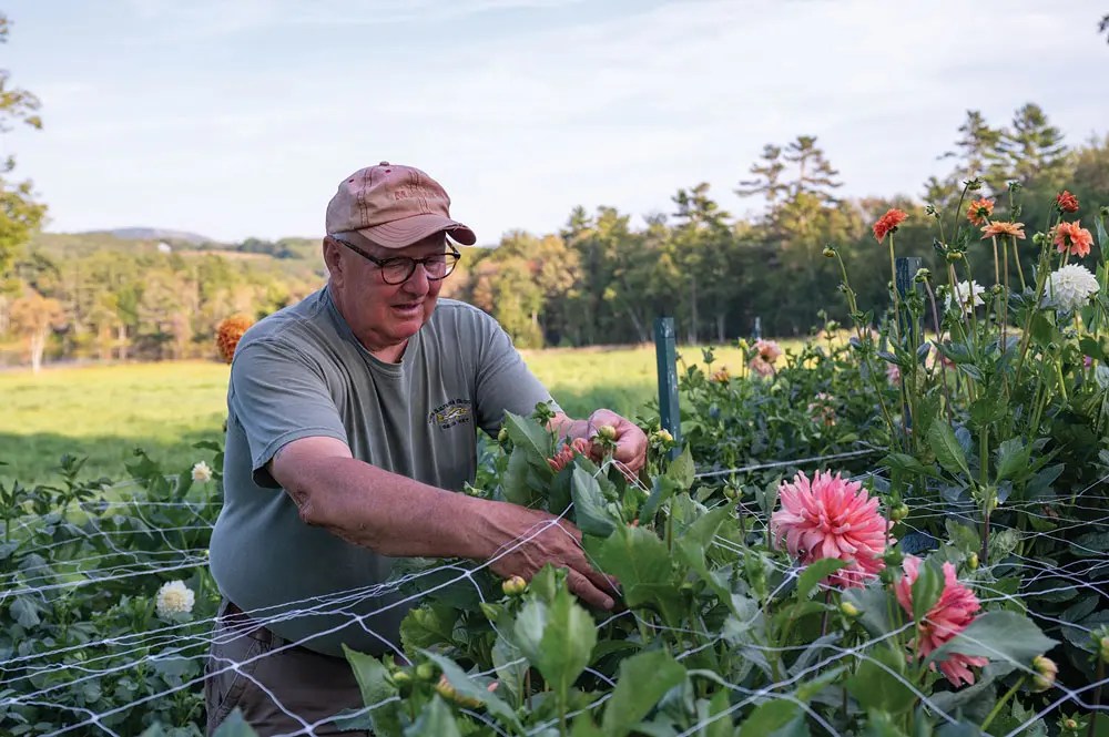 Roger Hewitt guides dahlia buds through their supportive netting