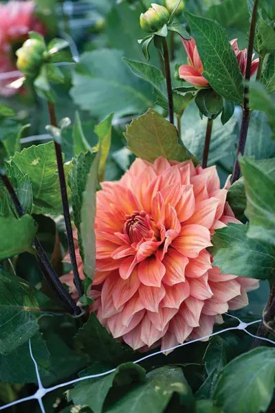 an orange dahlia