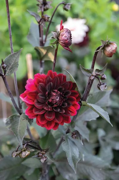 a deep red dahlia