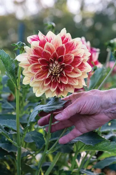 a yellow and red dahlia